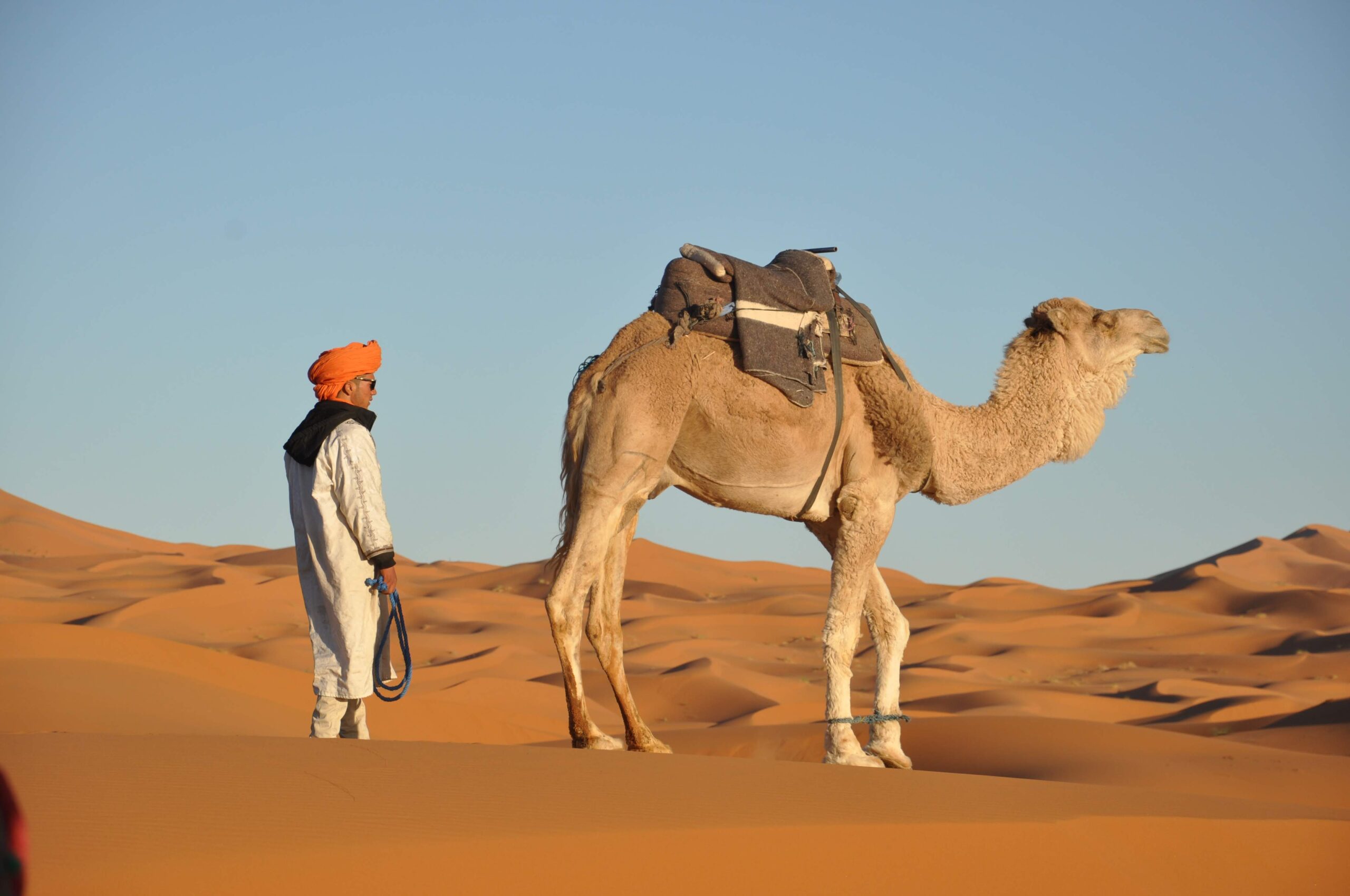 Camel in Sahara desert in Morocco